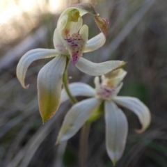 Caladenia moschata at Borough, NSW - suppressed