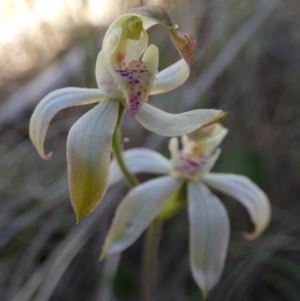 Caladenia moschata at Borough, NSW - suppressed