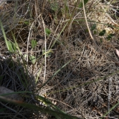 Caladenia moschata at Borough, NSW - suppressed