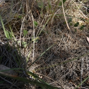 Caladenia moschata at Borough, NSW - suppressed