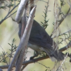 Acanthiza pusilla at Borough, NSW - 29 Sep 2023