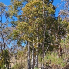 Brachychiton populneus subsp. populneus (Kurrajong) at Fadden, ACT - 30 Sep 2023 by LPadg