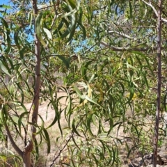 Acacia implexa at Fadden, ACT - 30 Sep 2023