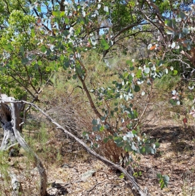 Eucalyptus polyanthemos subsp. polyanthemos (Red Box) at Fadden, ACT - 30 Sep 2023 by LPadg