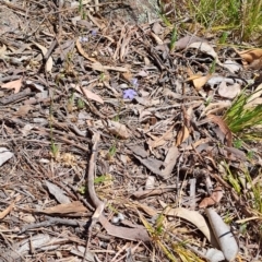 Wahlenbergia sp. (Bluebell) at Wanniassa Hill - 30 Sep 2023 by LPadg