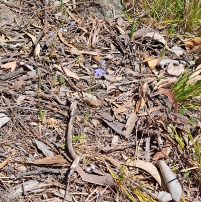 Wahlenbergia sp. (Bluebell) at Fadden, ACT - 30 Sep 2023 by LPadg