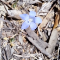 Wahlenbergia sp. at Fadden, ACT - 30 Sep 2023