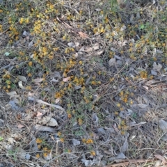 Pultenaea procumbens (Bush Pea) at Tuggeranong, ACT - 29 Sep 2023 by LPadg