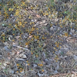 Pultenaea procumbens at Tuggeranong, ACT - 29 Sep 2023 08:52 AM