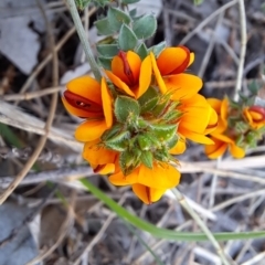 Pultenaea procumbens at Tuggeranong, ACT - 29 Sep 2023 08:52 AM