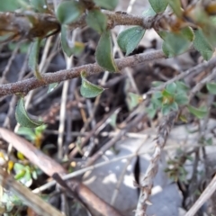 Pultenaea procumbens at Tuggeranong, ACT - 29 Sep 2023 08:52 AM