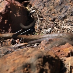 Pseudonaja textilis (Eastern Brown Snake) at ANBG - 30 Sep 2023 by NathanaelC