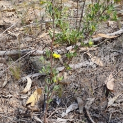 Hibbertia obtusifolia (Grey Guinea-flower) at Fadden, ACT - 30 Sep 2023 by LPadg