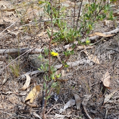 Hibbertia obtusifolia (Grey Guinea-flower) at Fadden, ACT - 30 Sep 2023 by LPadg