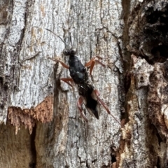 Eupelmidae (family) (Eupelmid wasp) at Ainslie, ACT - 27 Sep 2023 by Pirom