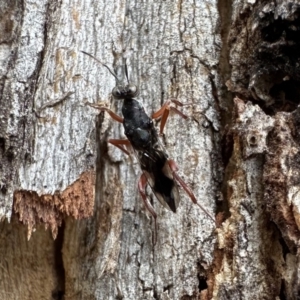 Eupelmidae (family) at Ainslie, ACT - 27 Sep 2023 01:21 PM