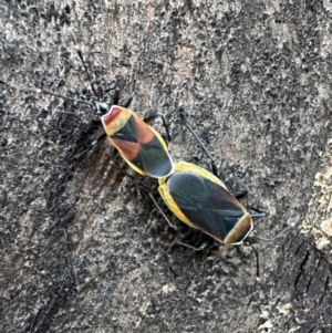 Dindymus versicolor at Ainslie, ACT - 29 Sep 2023