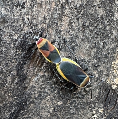 Dindymus versicolor (Harlequin Bug) at Corroboree Park - 29 Sep 2023 by Pirom