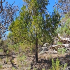 Exocarpos cupressiformis (Cherry Ballart) at Fadden, ACT - 30 Sep 2023 by LPadg