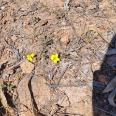 Goodenia hederacea subsp. hederacea (Ivy Goodenia, Forest Goodenia) at Wanniassa Hill - 30 Sep 2023 by LPadg