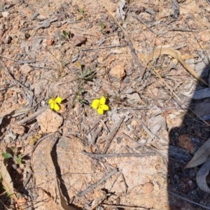 Goodenia hederacea subsp. hederacea at Fadden, ACT - 30 Sep 2023