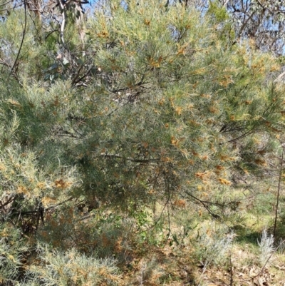 Acacia iteaphylla at Wanniassa Hill - 30 Sep 2023 by LPadg