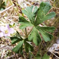 Geranium sp. at Fadden, ACT - 30 Sep 2023