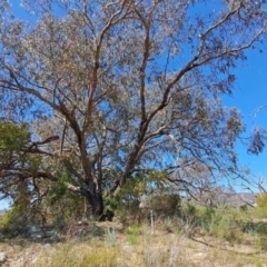 Eucalyptus nortonii (Large-flowered Bundy) at Fadden, ACT - 30 Sep 2023 by LPadg