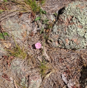 Convolvulus angustissimus subsp. angustissimus at Fadden, ACT - 30 Sep 2023