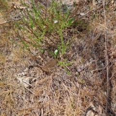 Vittadinia cuneata var. cuneata (Fuzzy New Holland Daisy) at Wanniassa Hill - 30 Sep 2023 by LPadg