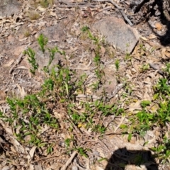 Billardiera heterophylla (Western Australian Bluebell Creeper) at Wanniassa Hill - 30 Sep 2023 by LPadg