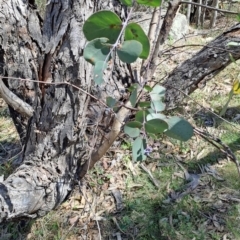 Eucalyptus nortonii (Large-flowered Bundy) at Fadden, ACT - 30 Sep 2023 by LPadg