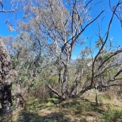 Eucalyptus nortonii at Wanniassa Hill - 30 Sep 2023