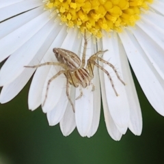 Oxyopes sp. (genus) (Lynx spider) at Wodonga, VIC - 30 Sep 2023 by KylieWaldon