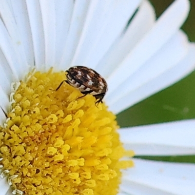 Anthrenus verbasci (Varied or Variegated Carpet Beetle) at Wodonga, VIC - 30 Sep 2023 by KylieWaldon