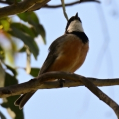 Pachycephala rufiventris (Rufous Whistler) at Belconnen, ACT - 30 Sep 2023 by Thurstan