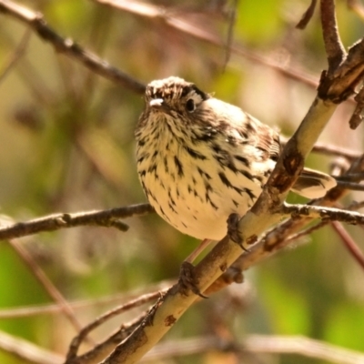 Pyrrholaemus sagittatus (Speckled Warbler) at Hawker, ACT - 30 Sep 2023 by Thurstan