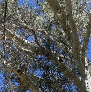 Callocephalon fimbriatum at Acton, ACT - suppressed