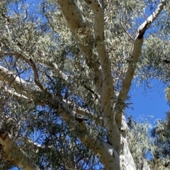 Callocephalon fimbriatum at Acton, ACT - suppressed