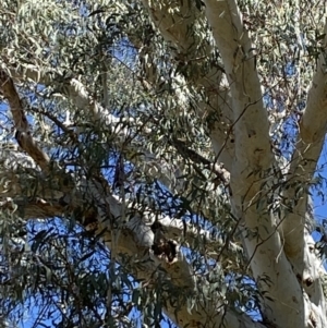 Callocephalon fimbriatum at Acton, ACT - suppressed