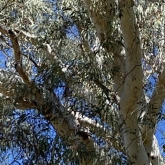 Callocephalon fimbriatum at Acton, ACT - suppressed