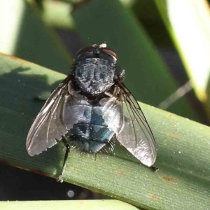 Calliphora vicina at Bruce, ACT - 22 Sep 2023