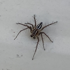 Oxyopes gracilipes at Jerrabomberra, NSW - 30 Sep 2023