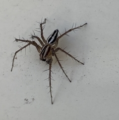 Oxyopes gracilipes at Jerrabomberra, NSW - 30 Sep 2023