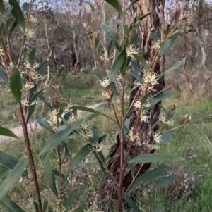 Hakea salicifolia subsp. salicifolia at Hackett, ACT - 28 Sep 2023