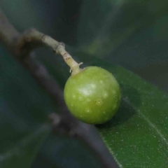 Olea europaea subsp. cuspidata (African Olive) at Bruce Ridge to Gossan Hill - 21 Sep 2023 by ConBoekel