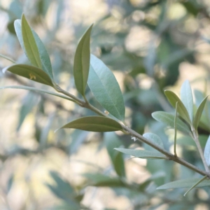 Olea europaea subsp. cuspidata at Bruce, ACT - 22 Sep 2023