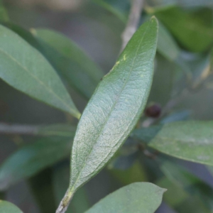 Olea europaea subsp. cuspidata at Bruce, ACT - 22 Sep 2023