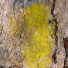 Chrysothrix sp. (genus) (A gold dust lichen) at Bruce Ridge to Gossan Hill - 21 Sep 2023 by ConBoekel