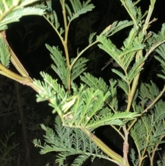 Acacia decurrens (Green Wattle) at Hackett, ACT - 28 Sep 2023 by waltraud
